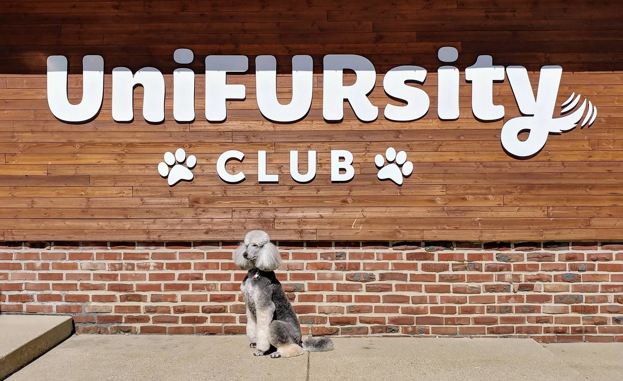 UniFURsity Club Doggy Daycare Wauwatosa