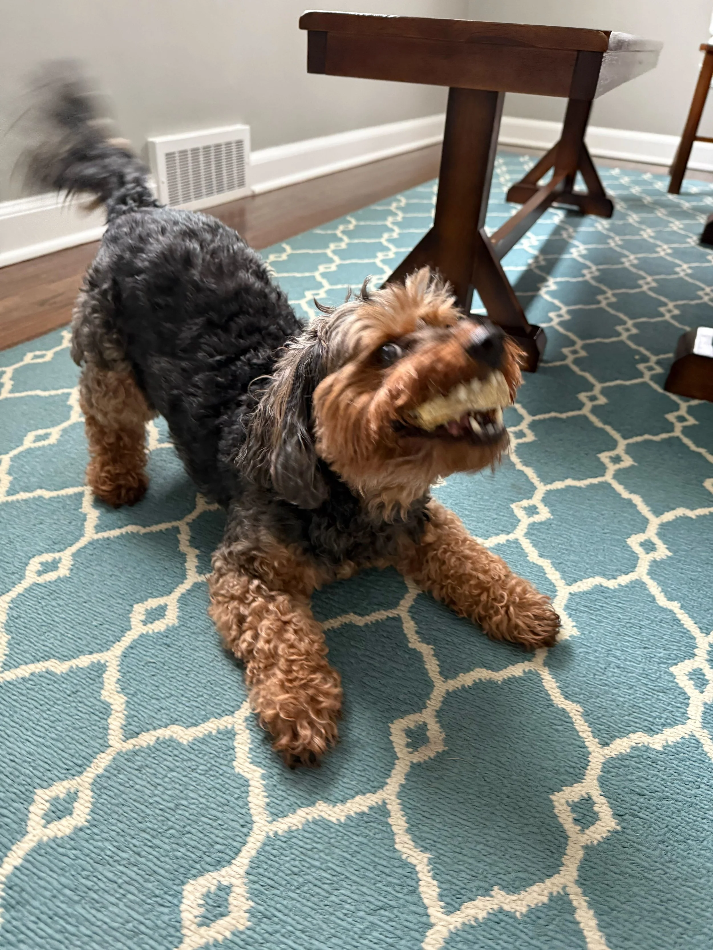 A happy playful dog greets his favorite pet sitter