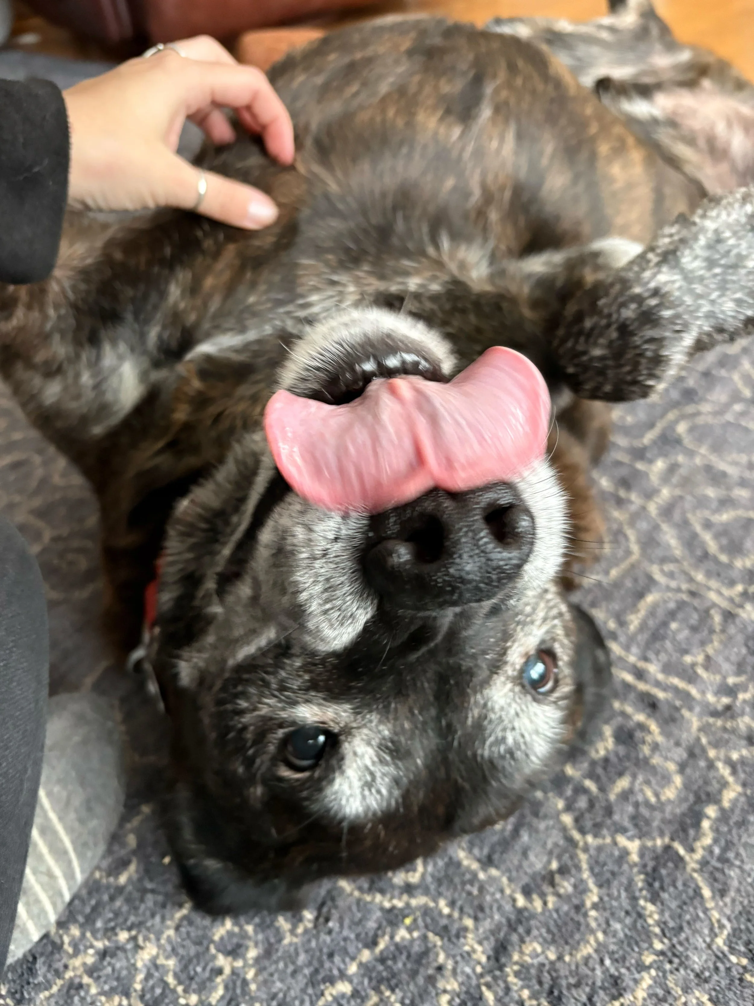 A happy dog relaxes for some good belly rubs