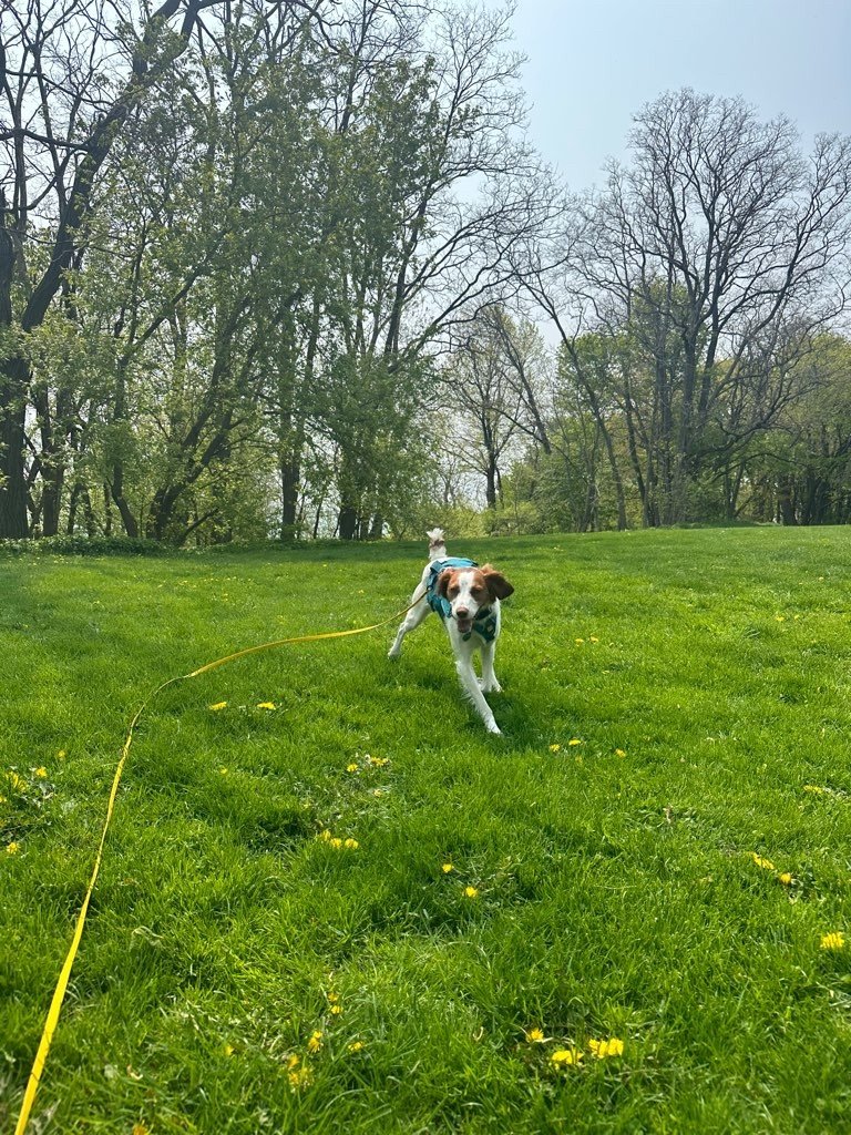 Tips for Managing a Long Line — Off Leash MKE