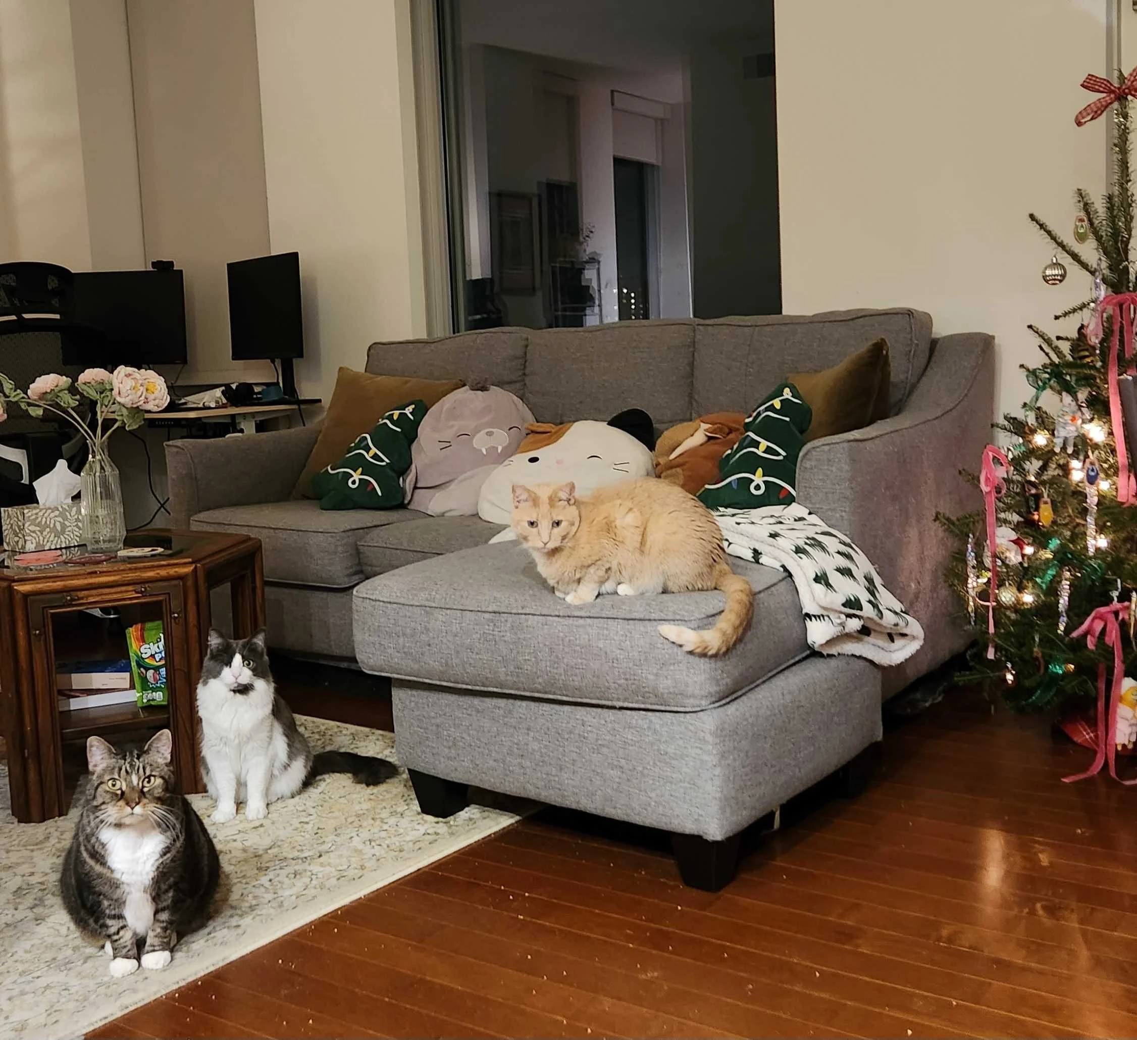 Three cats eagerly greet their pet sitter