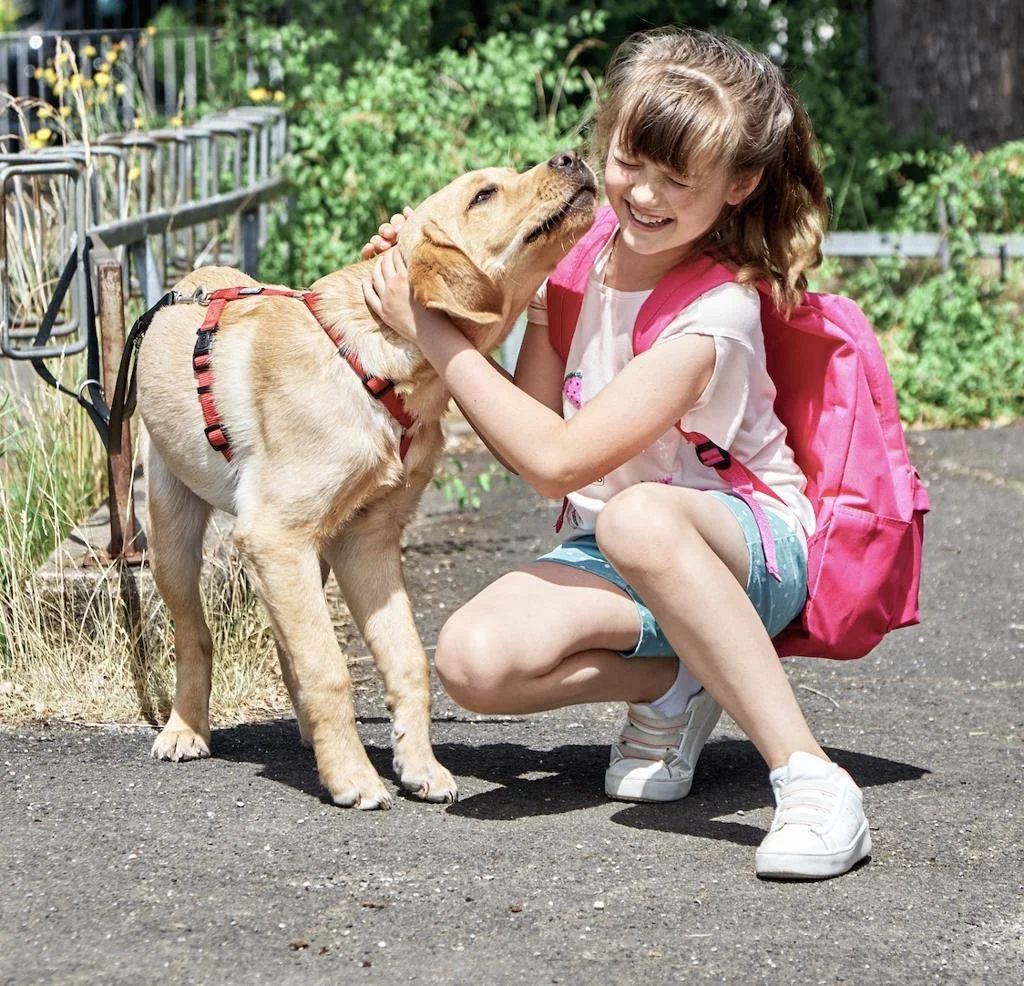Dog kisses a school child