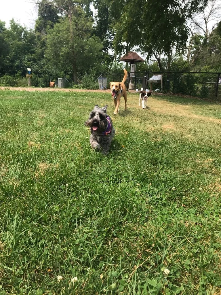 Estabrook Dog Park Exercise Area