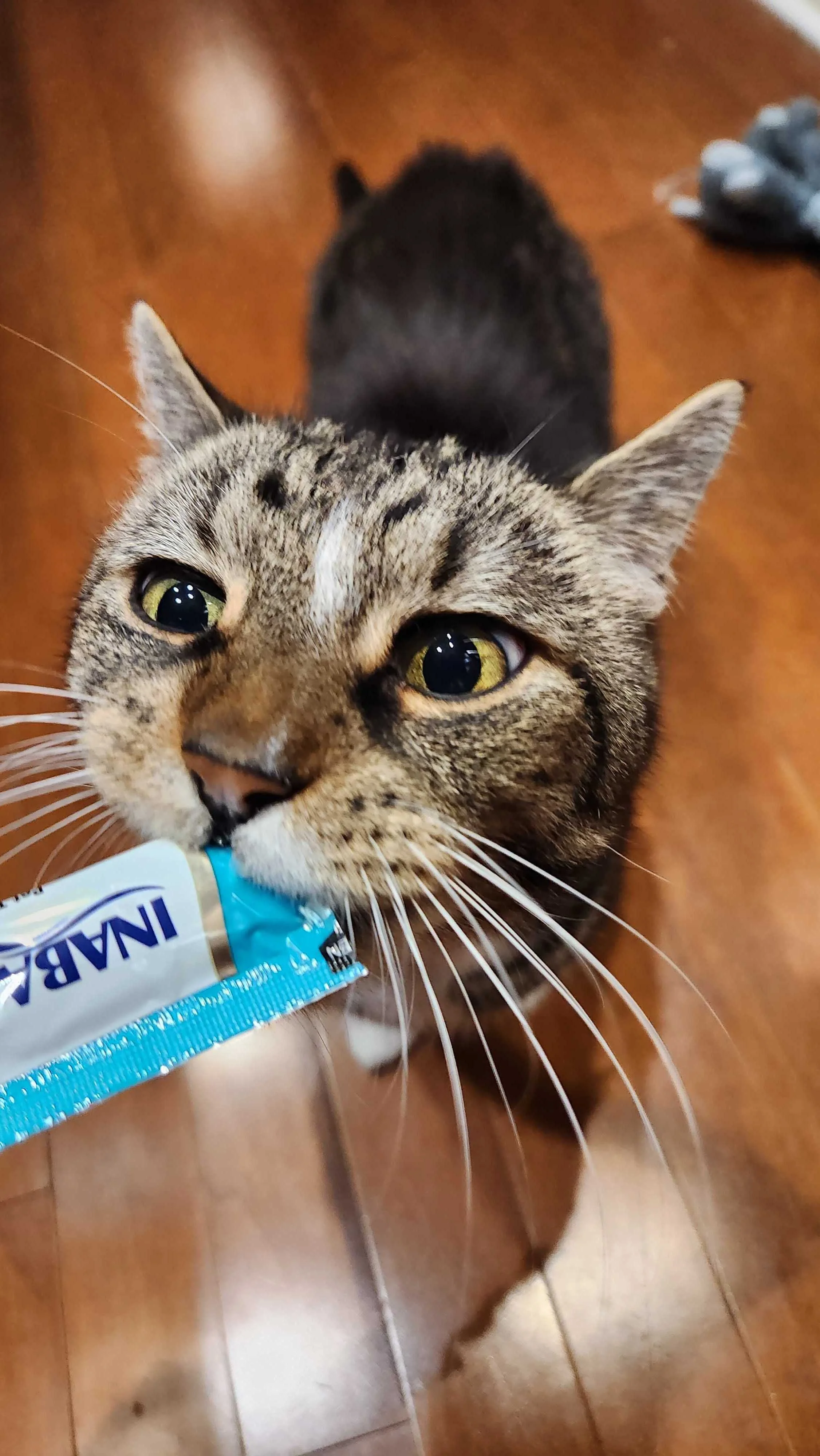 A cat enjoys a churu treat