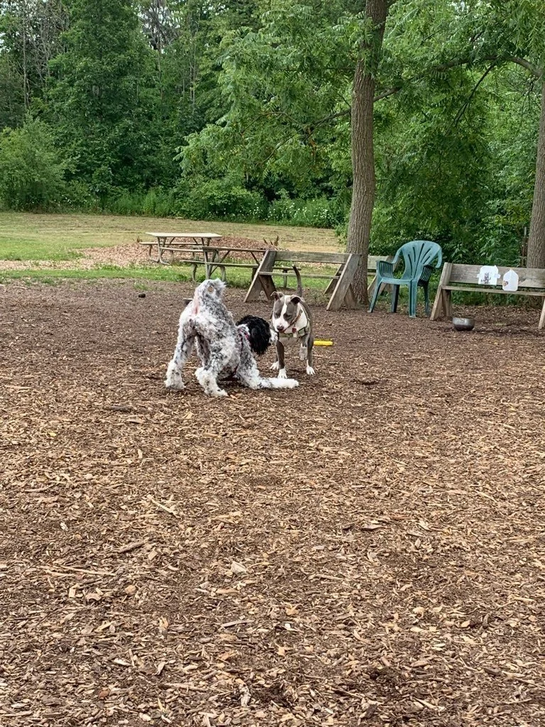 Warnimont Dog Park Exercise Area