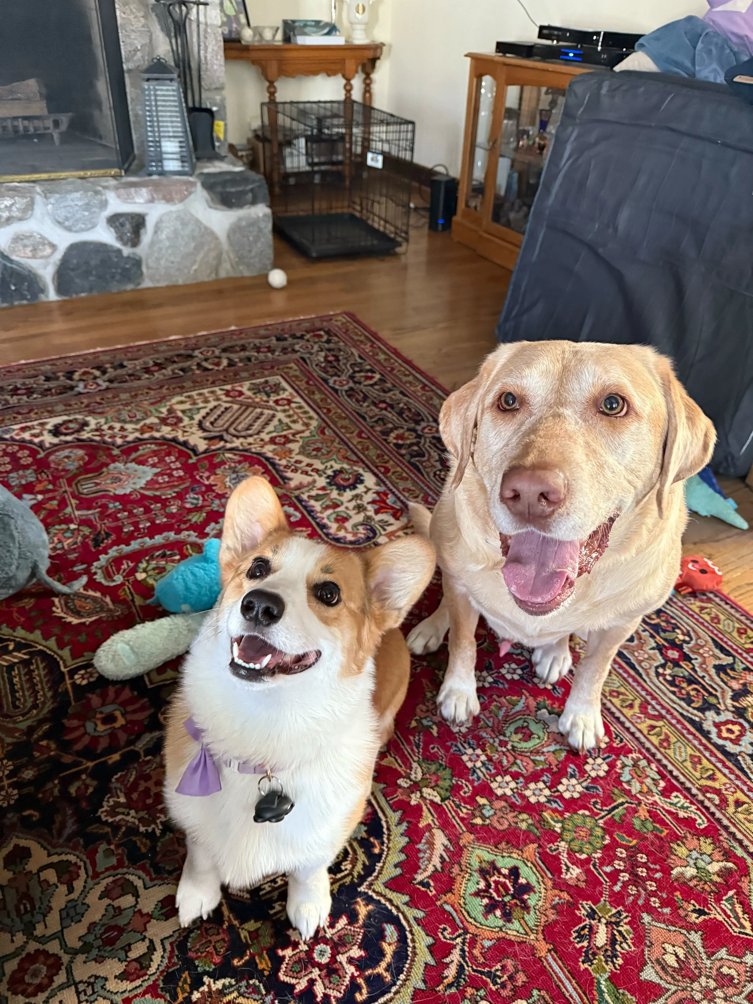 Pet sitting two happy dogs in their home