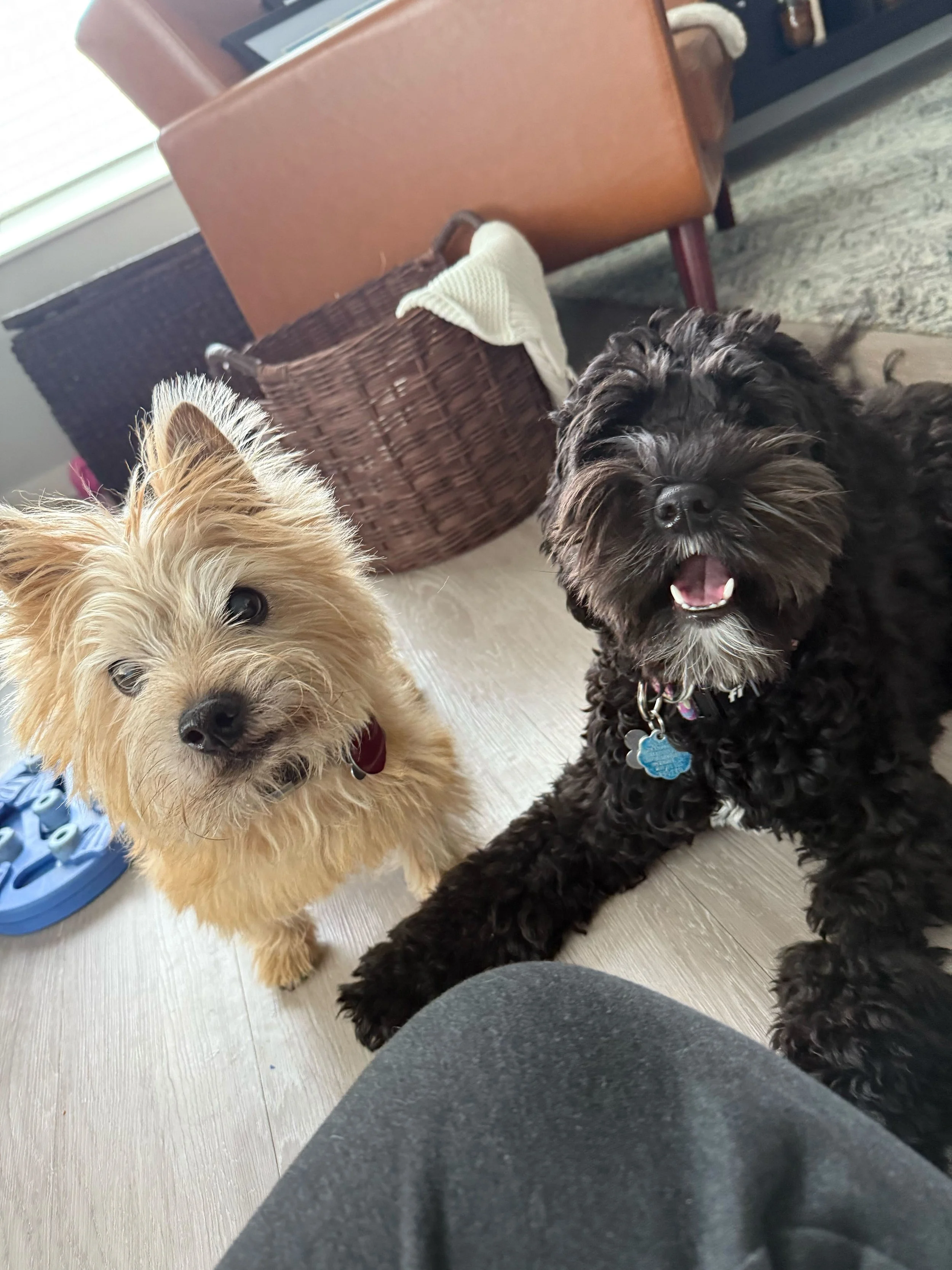Two happy dogs smiling at their favorite dog walker