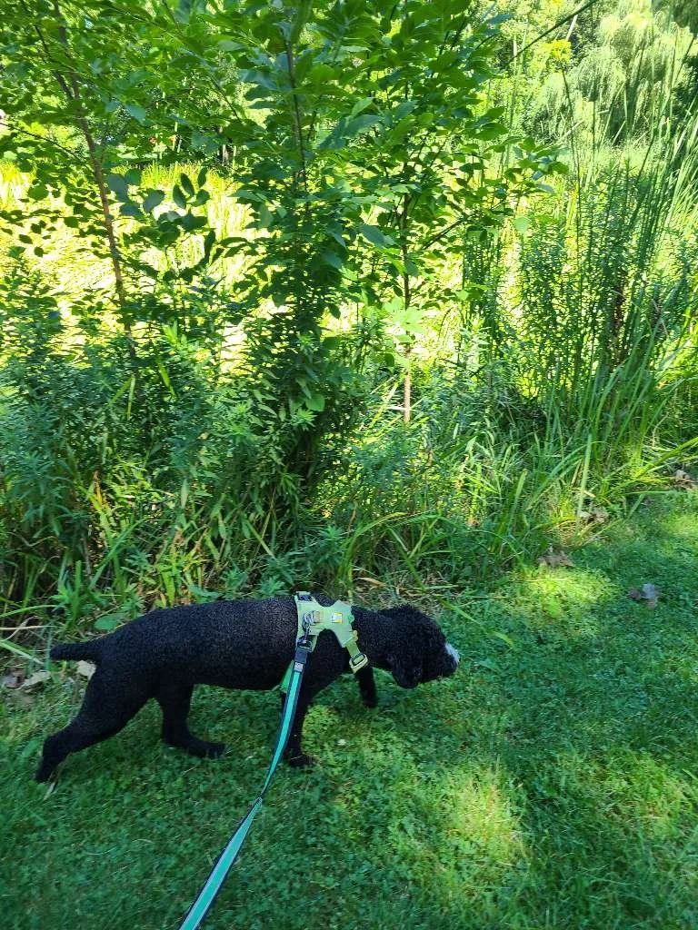 Humboldt Park Trails