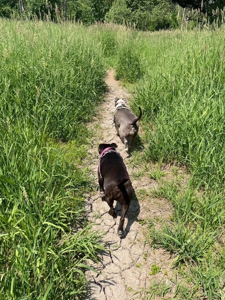Sniffari Adventure at Granville Dog Park — Off Leash MKE