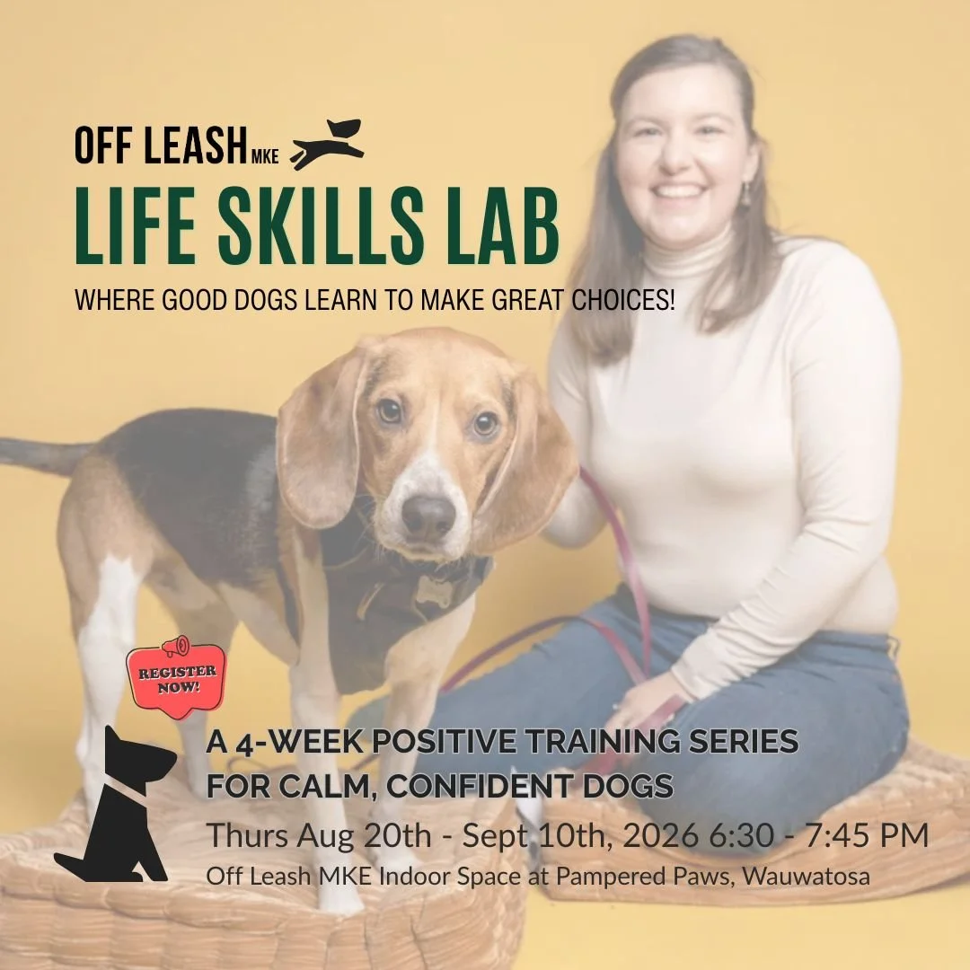 dog training class, life skills lab