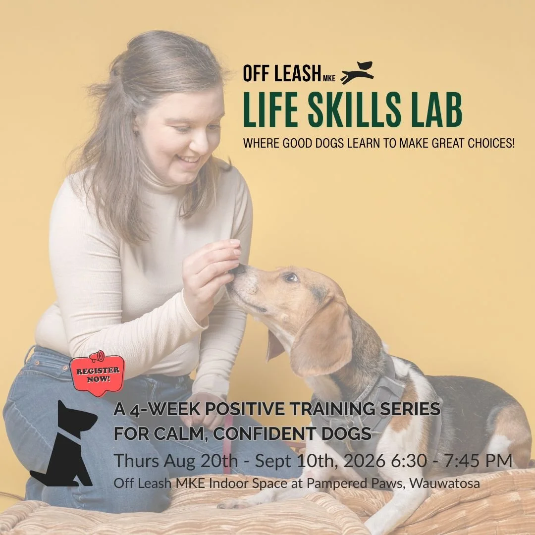 Life Skills Lab - dog training classes for real life with Amy Stel