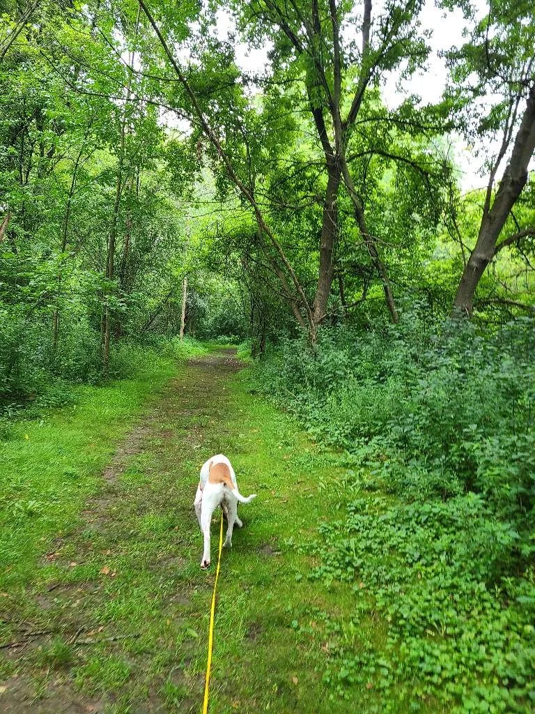Kletzsch Park Trails
