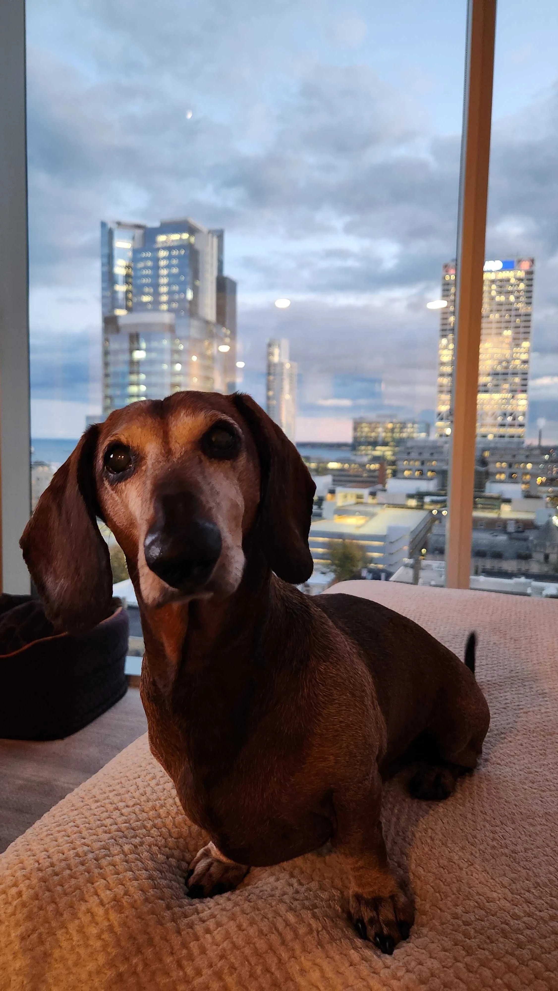 A dog on a bed in his downtown Milwaukee home