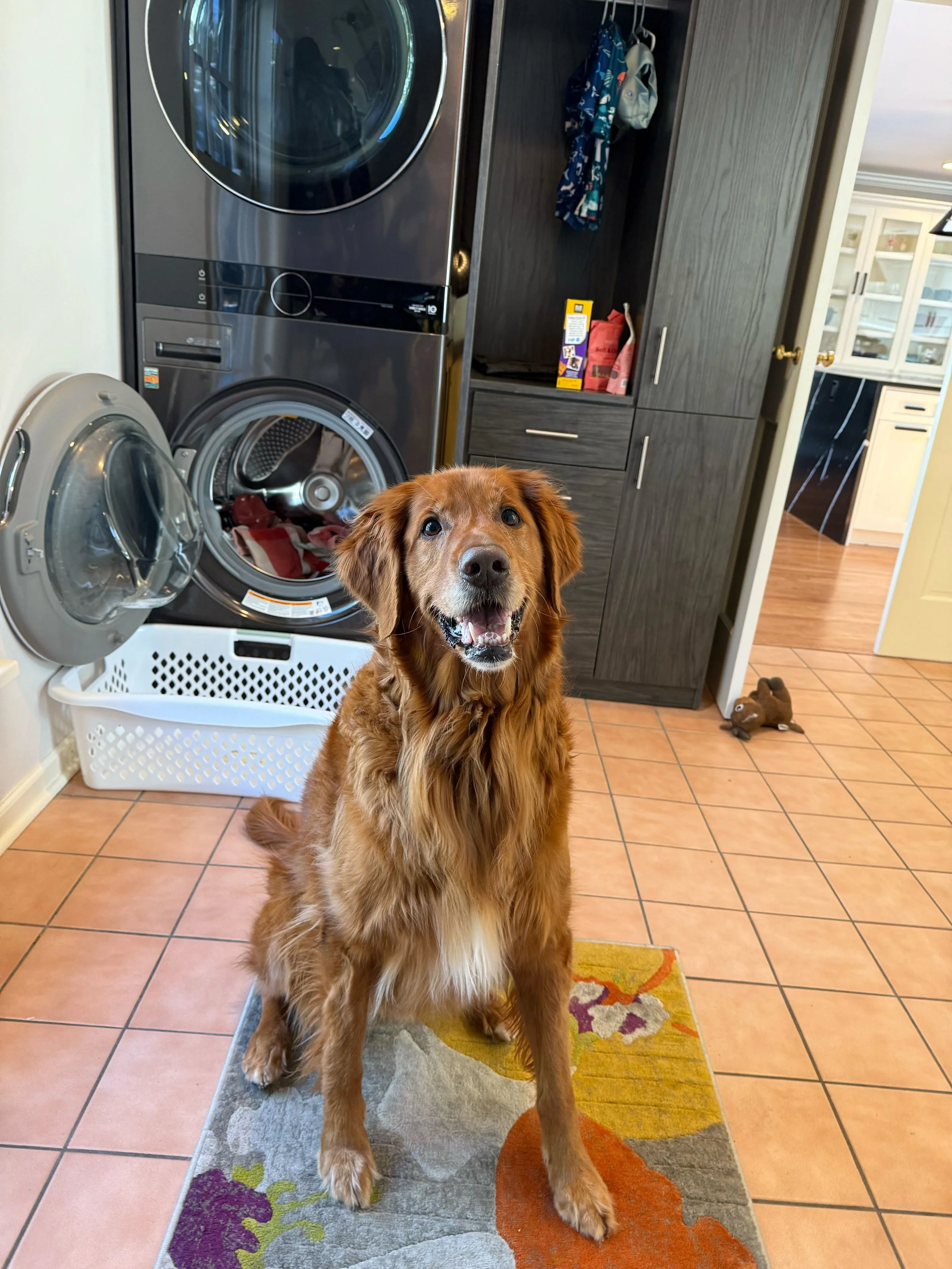 A smiling dog greets his pet sitter happily at the door