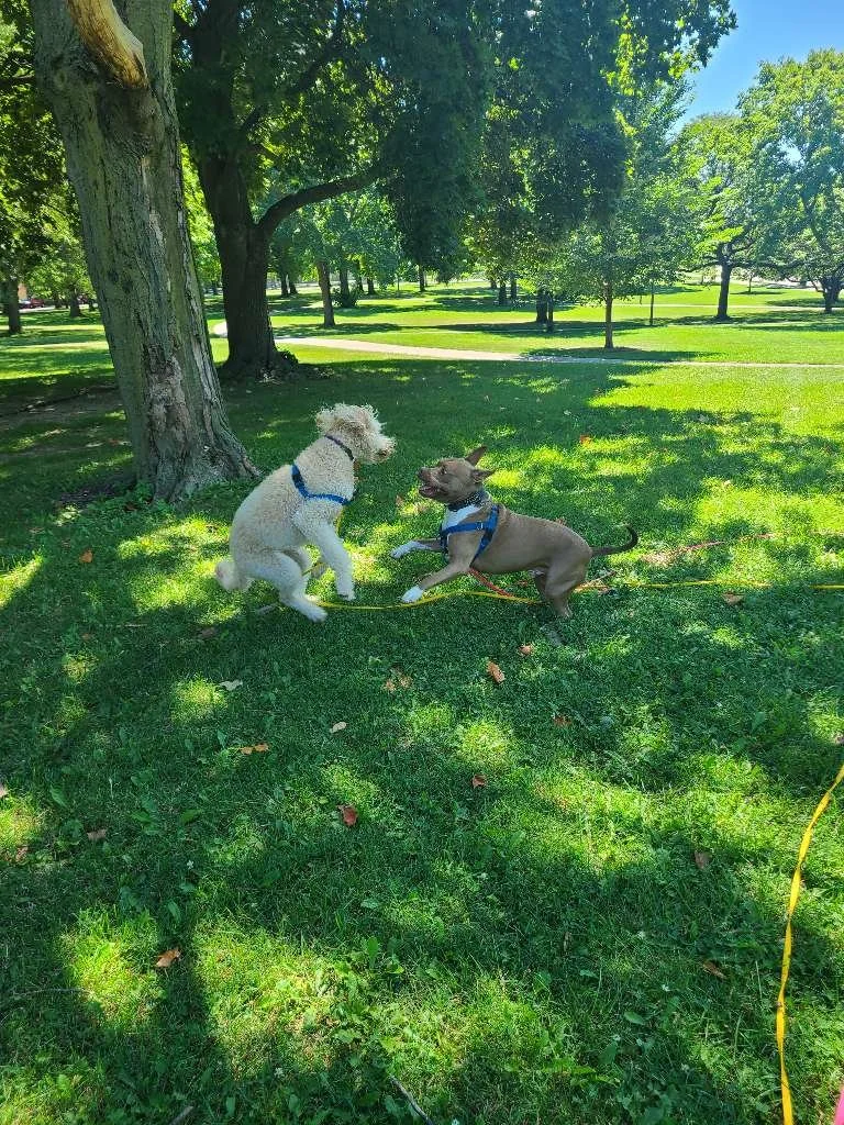 Humboldt Park Trails