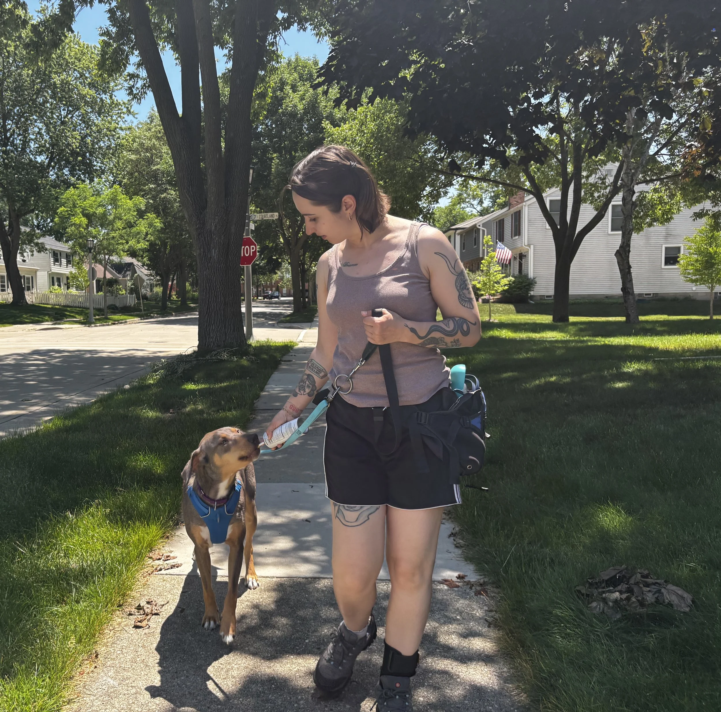 An Off Leash team member walking a dog