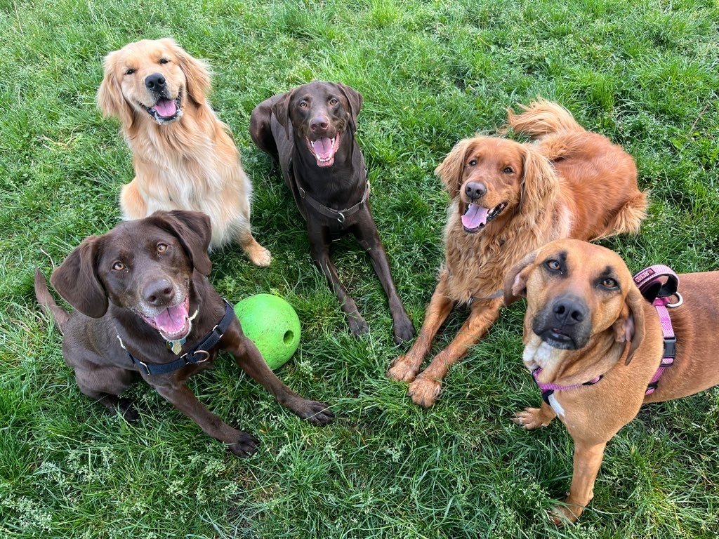 Canine off leash hot sale