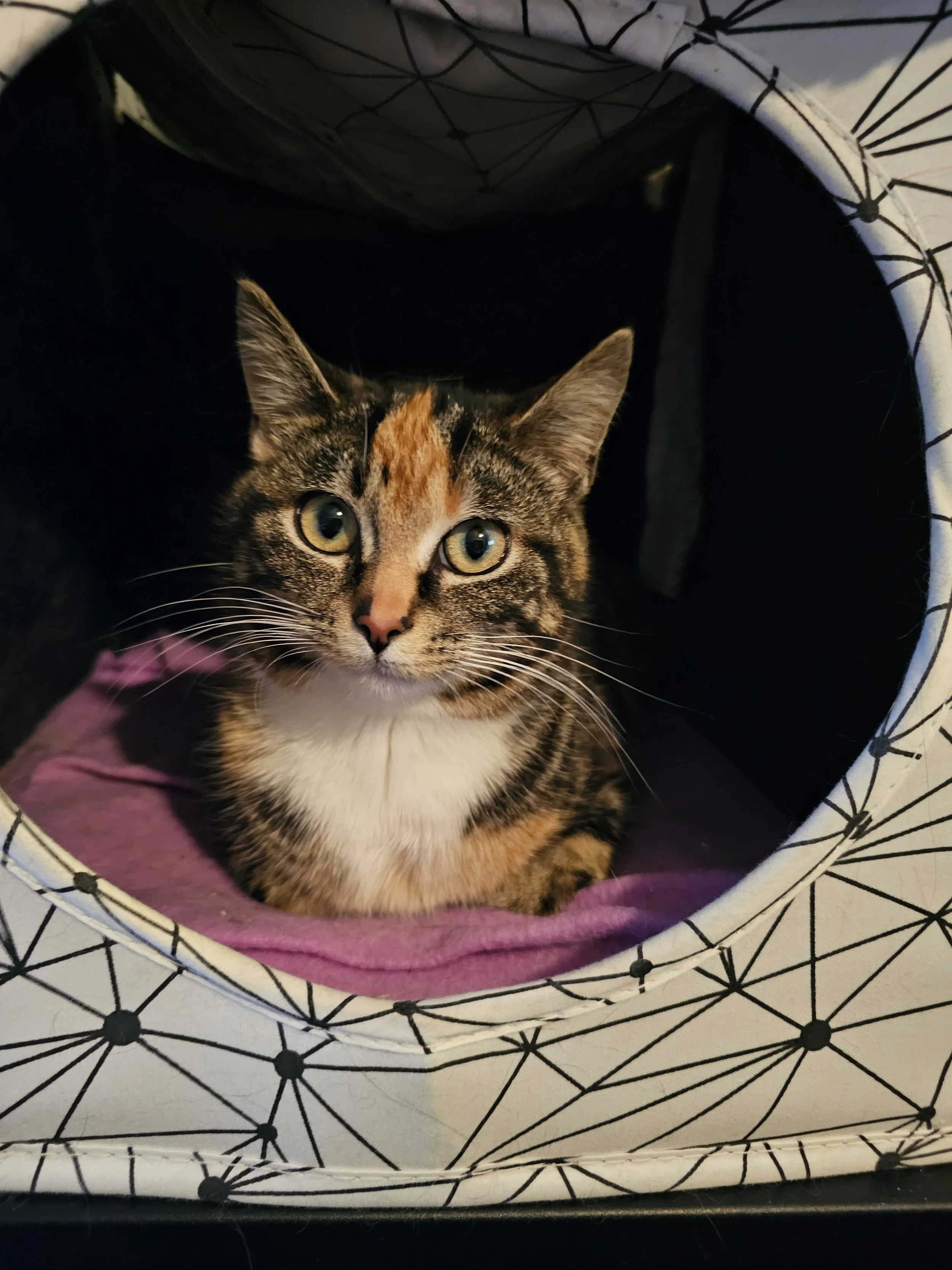 A cat laying in a cat bed