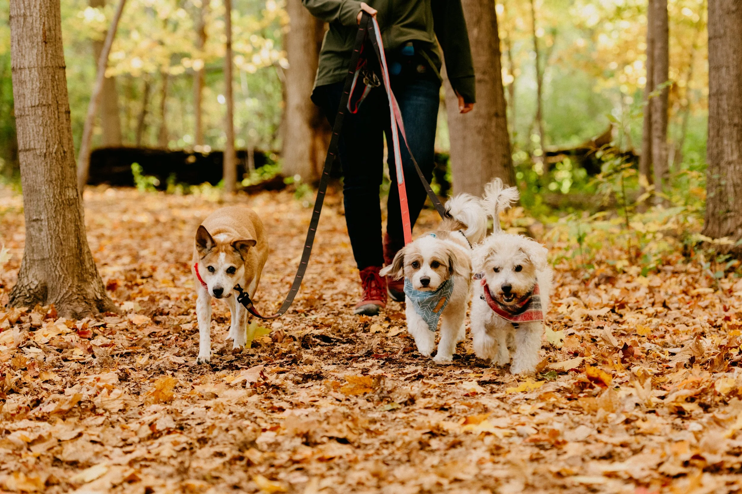 The Benefits of Hiring a Dog Walker