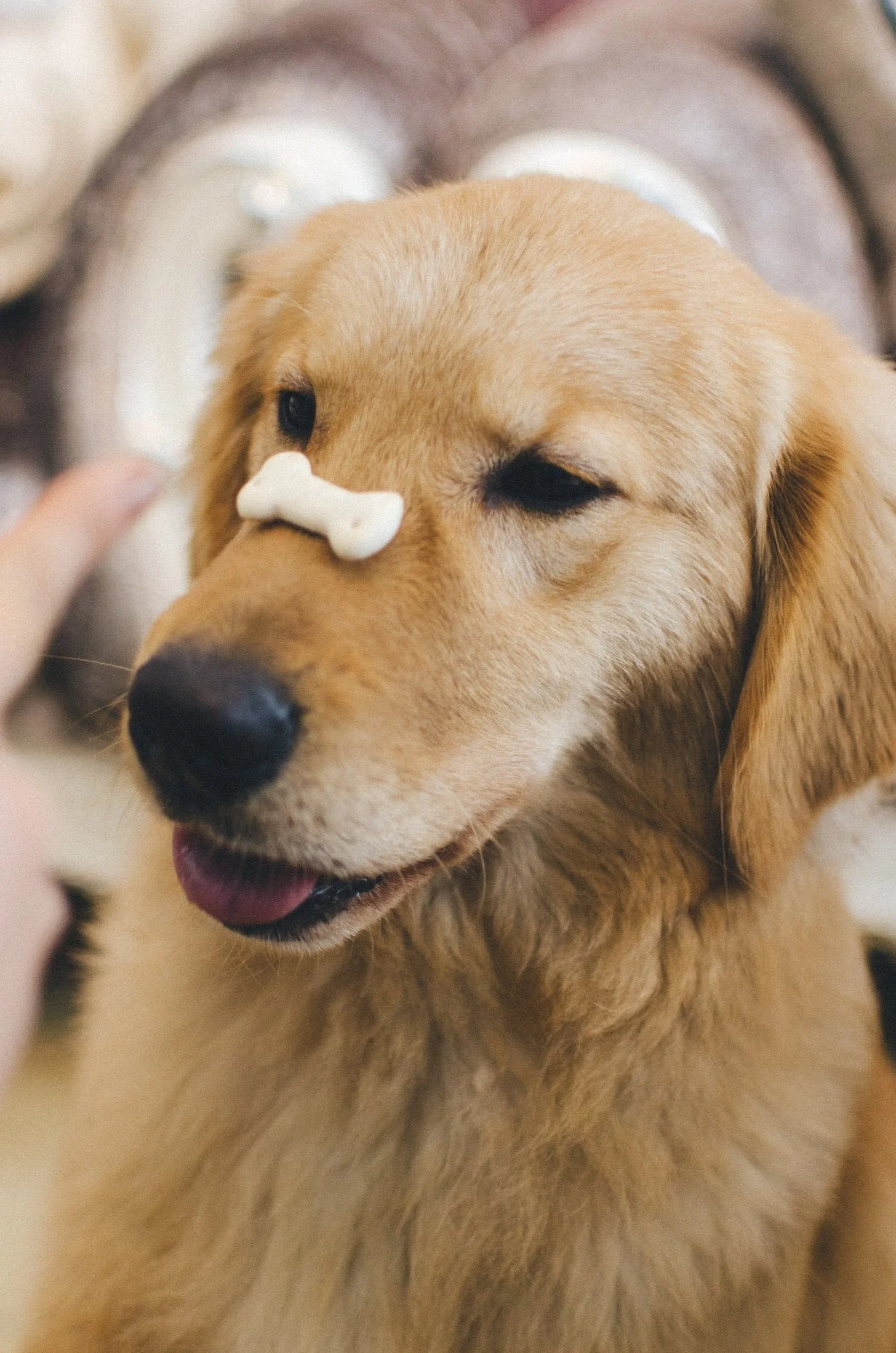Golden with a treat on muzzle