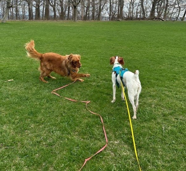 How Dogs Communicate Stress Off Leash MKE Adventure Club For Dogs How Dogs Communicate Stress Off Leash MKE Adventure Club For Dogs