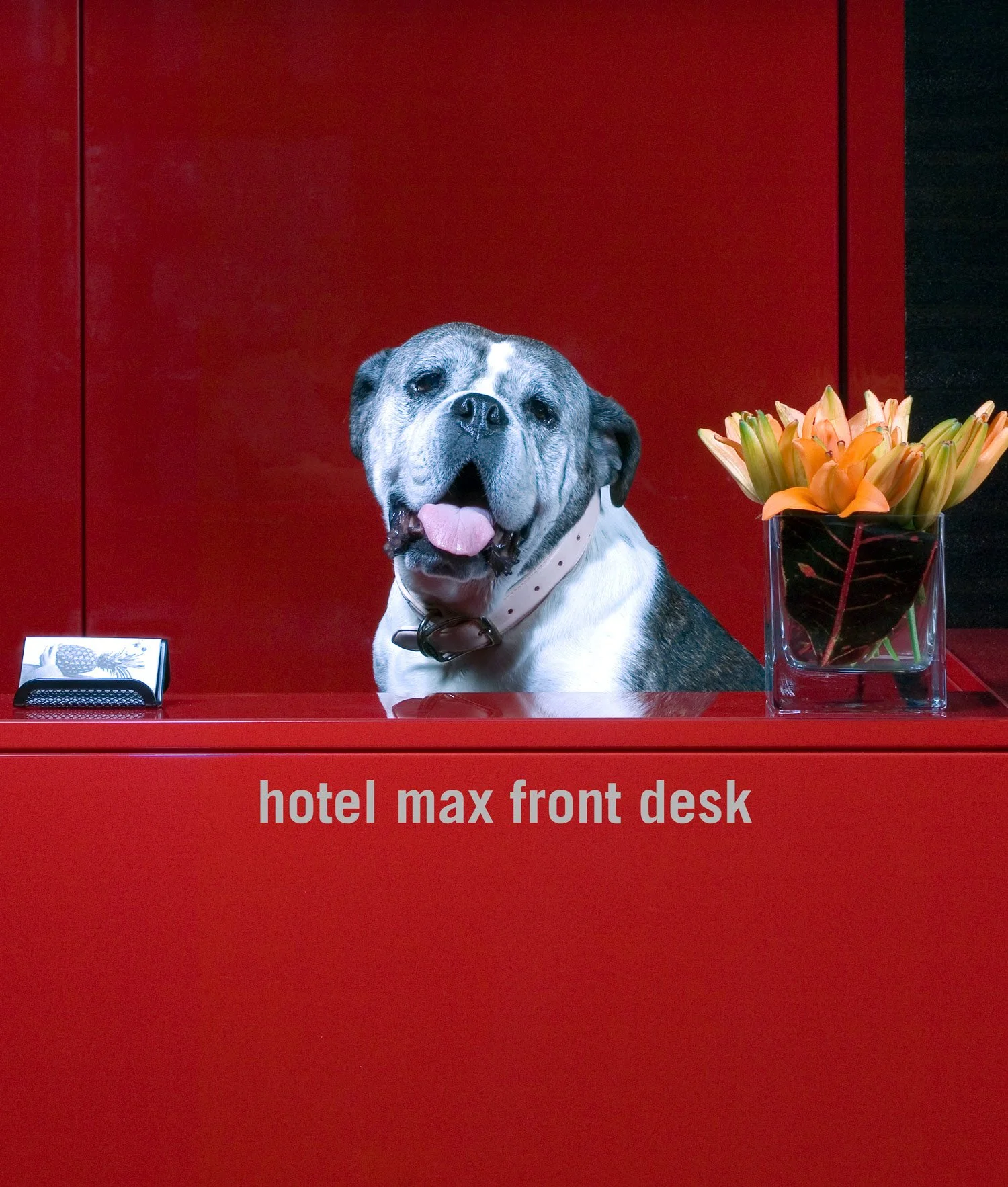 A dog sitting behind a red hotel front desk, with a vase of orange lilies to its right and a small black item to its left. The desk has white text that reads 'hotel max front desk'.