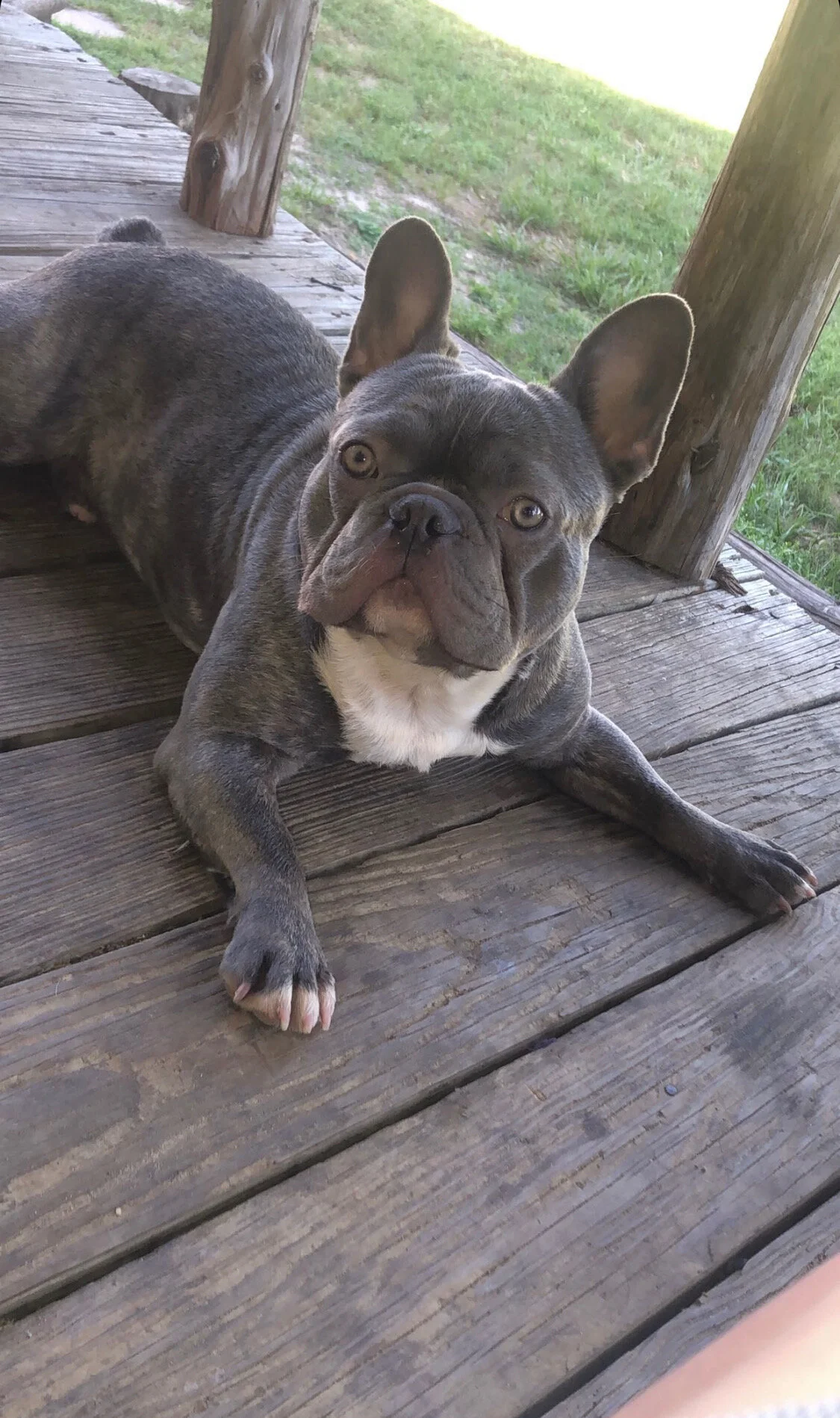 What Is A Triple Carrier Dog