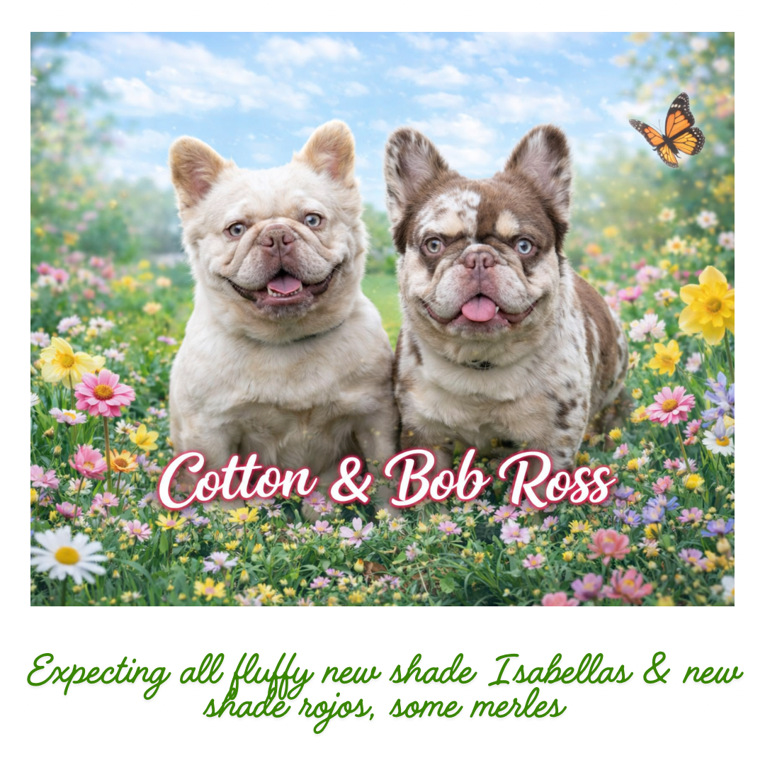 Two French bulldogs sitting in a colorful flower field with a butterfly in the background, and the text 'Cotton & Bob Ross' at the bottom.