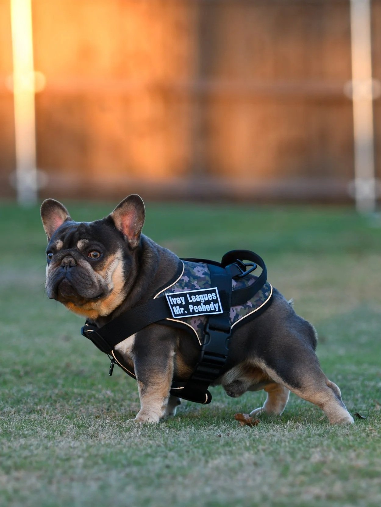 A French Bulldog wearing a tactical harness with a patch that reads 'Hey Leagues Mr. Peabody' standing on grass with a blurred background and warm sunlight.