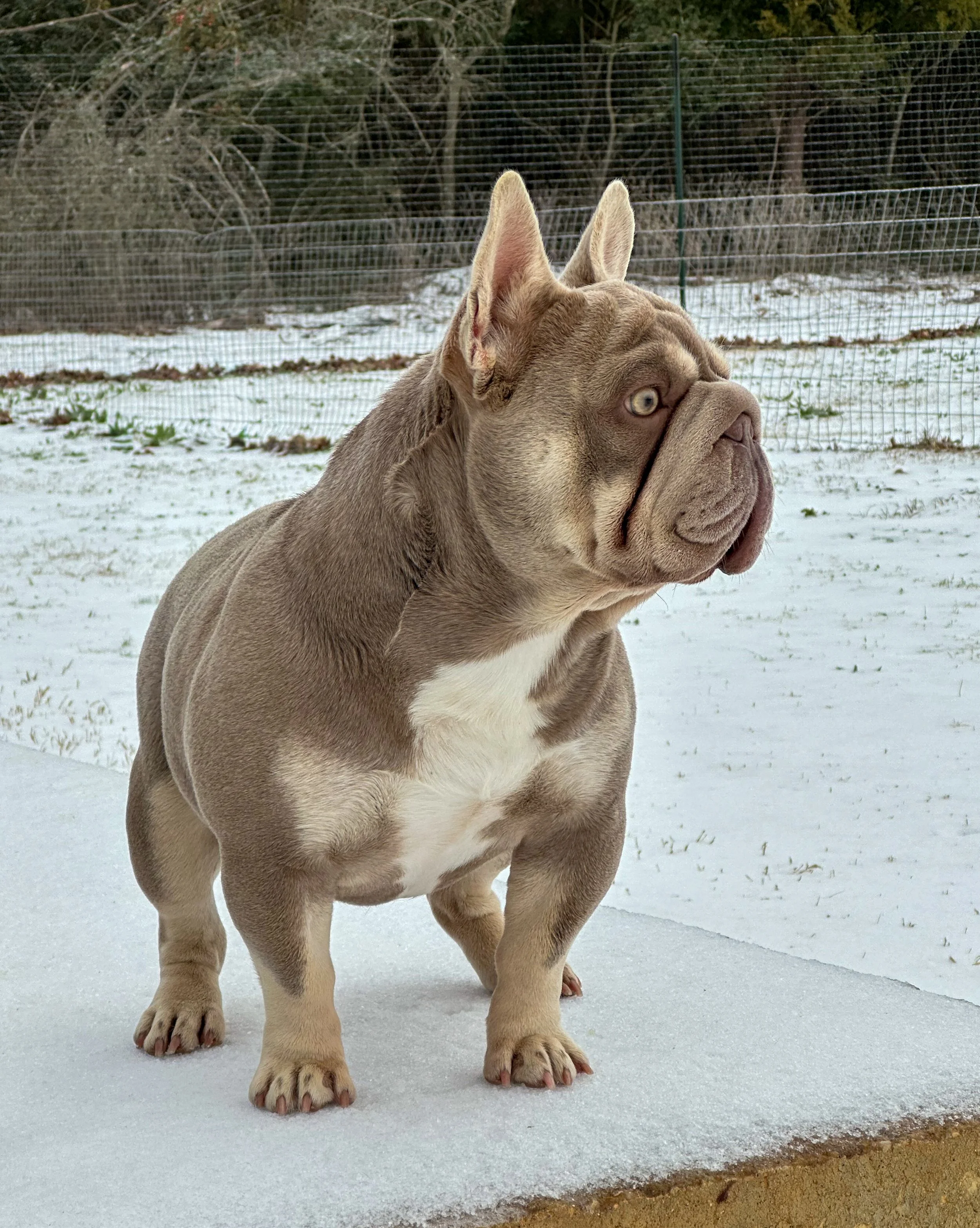 A cute French Bulldog puppy standing on an outdoor surface with snow in the background, looking to the side.