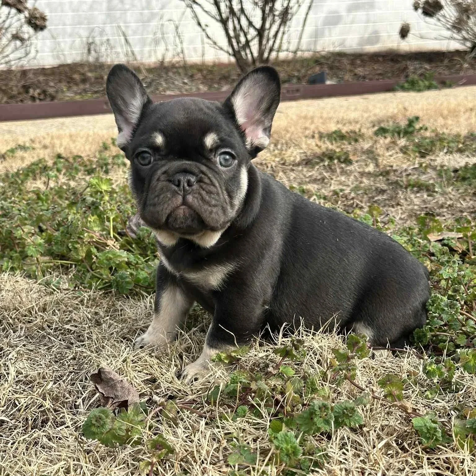 A French Bulldog puppy sitting on grass with a background of a white wall and some bushes.