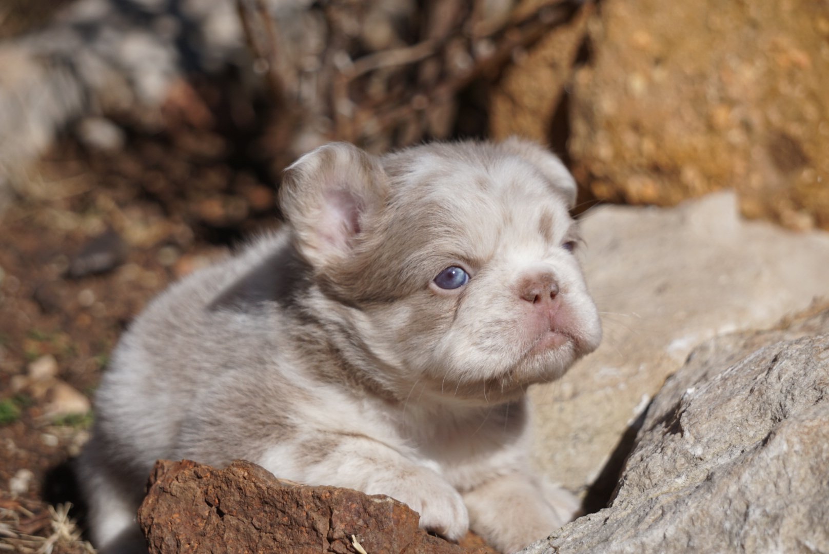 A small puppy with a light-colored, speckled coat and blue eyes sitting among rocks and dirt outdoors.
