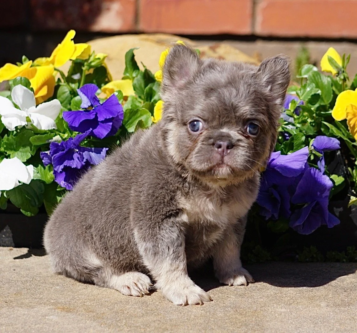 A small puppy with gray fur and blue eyes sitting on a concrete surface in front of colorful purple, yellow, and white flowers.