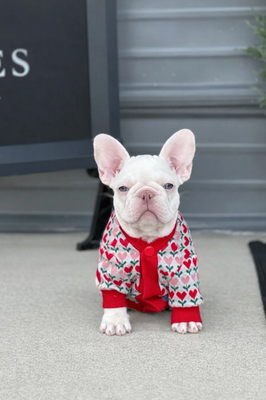 A small French Bulldog puppy wearing a festive sweater with red, pink, and green hearts, sitting on a concrete surface outside near a gray building.