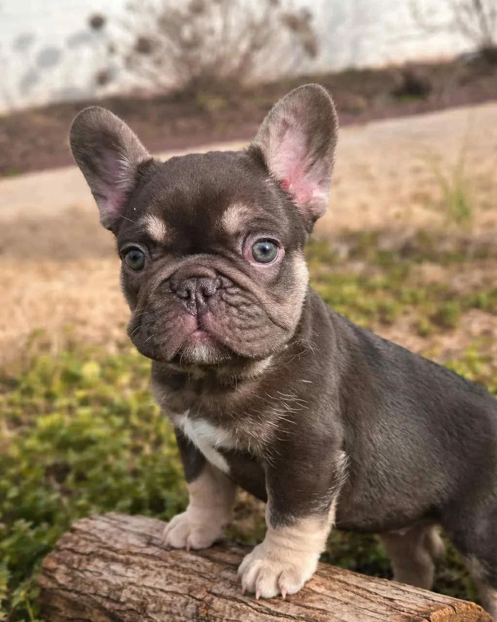 A cute French Bulldog puppy with a dark coat and light markings on its chest and paws, standing on a piece of wood outdoors.