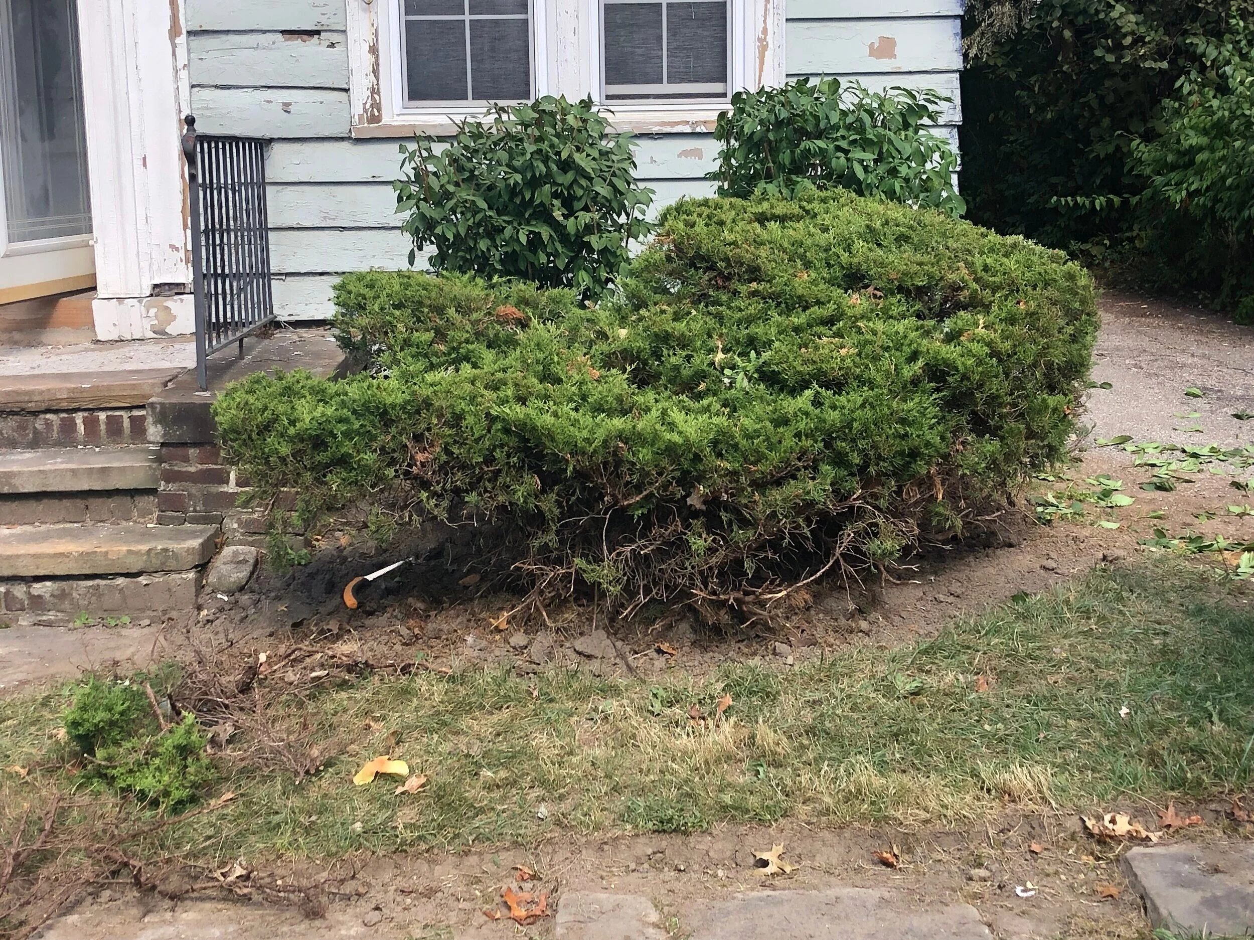  A nice canvas to work on and the opportunity to eliminate invasive burning bush. 