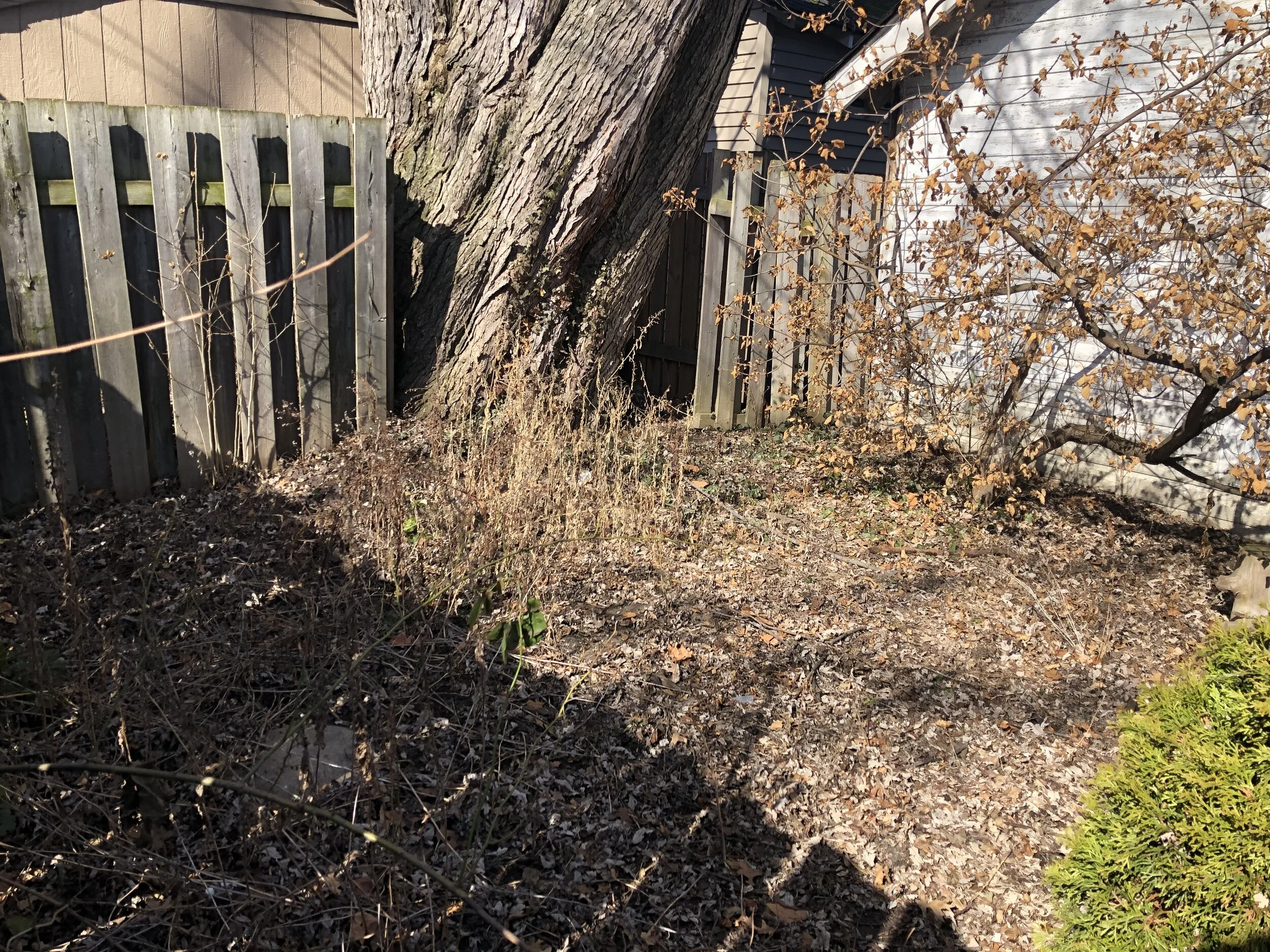  The original paver patio is underneath the weeds and rose-of-sharon seedlings. 