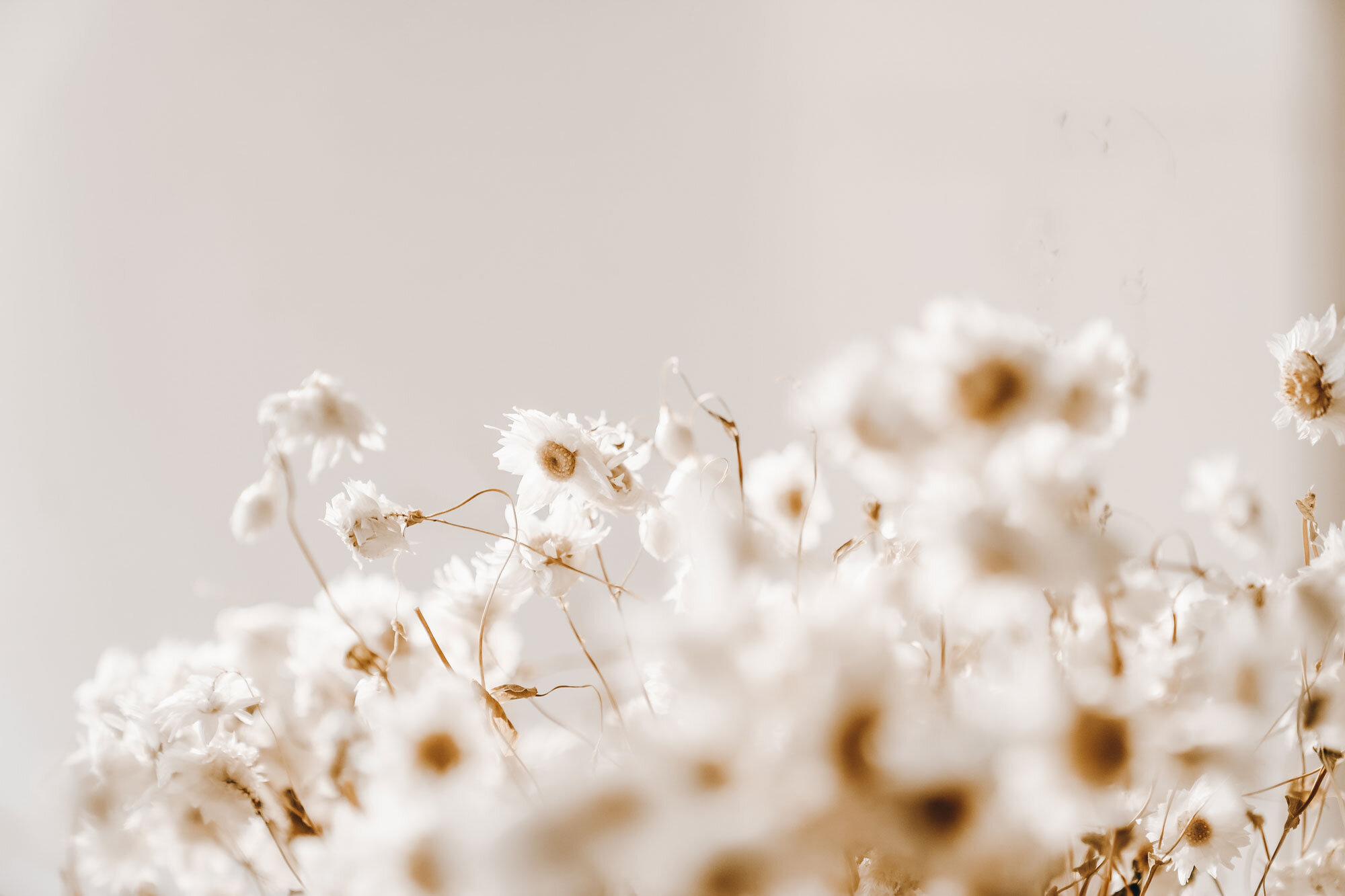 What Are Adaptogens And Which Ones Are The Best?