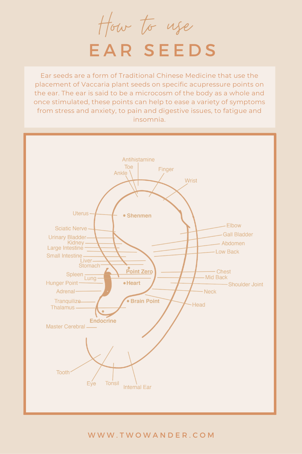 How Do Acupuncture Ear Seeds Work — Two Wander X Elysium Rituals