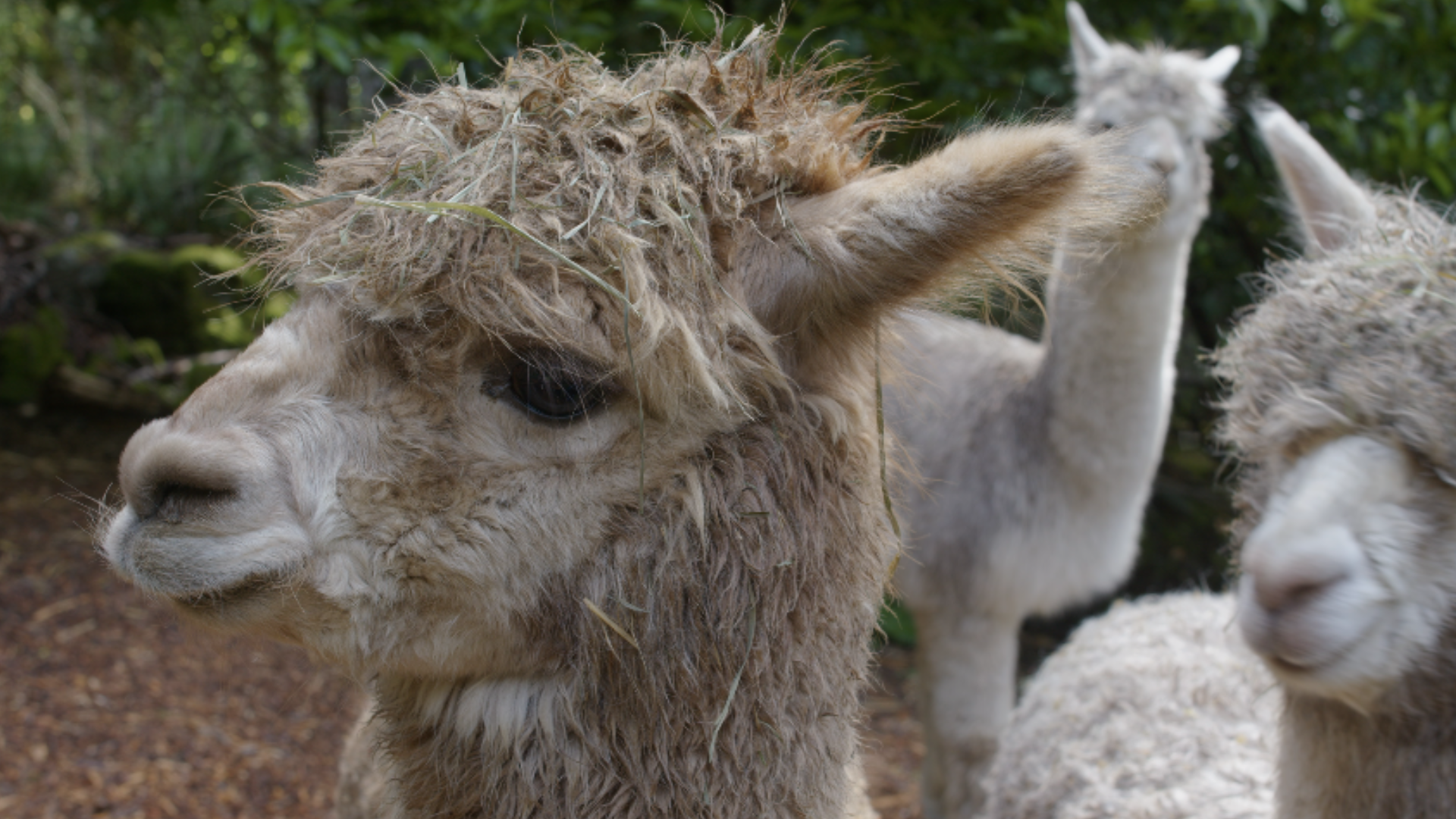 The Alpaca Looking Back at Me by EAR Studios