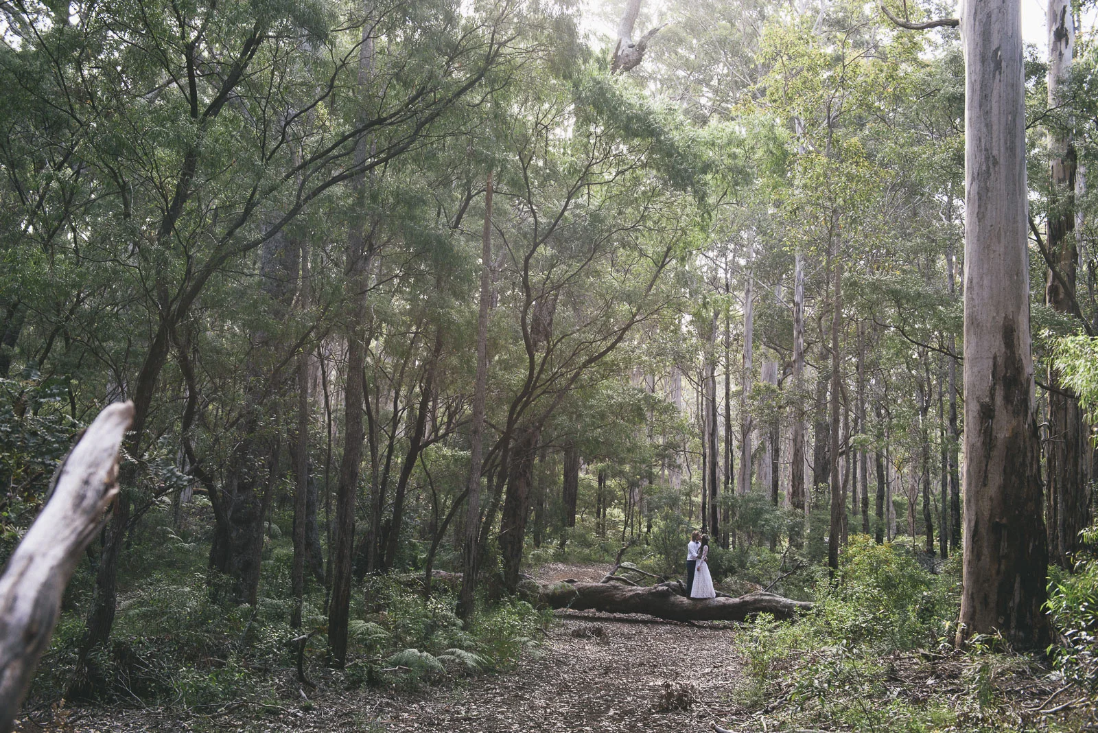 STEPHANIE &amp; LEE | MARGARET RIVER | BORANUP FOREST WEDDING