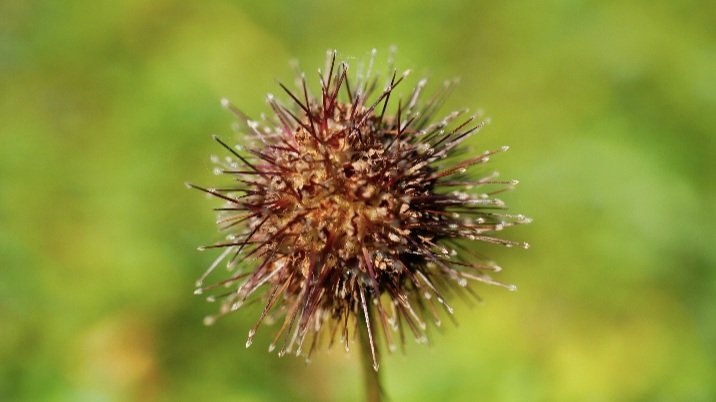 Waiheke Native Plants