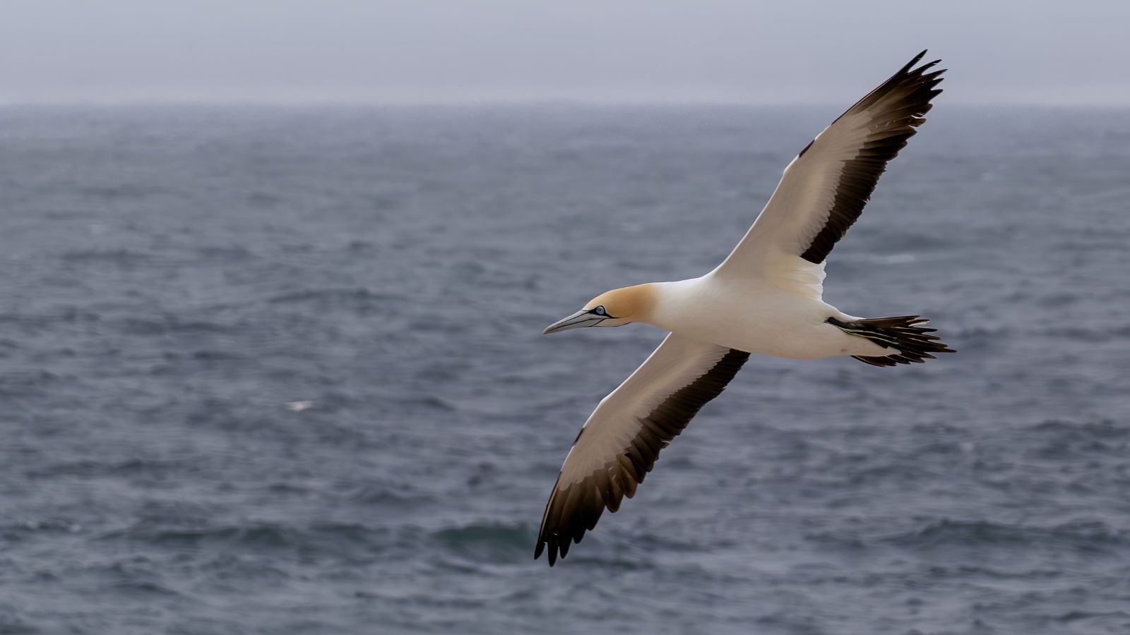 Why Seabirds Matter