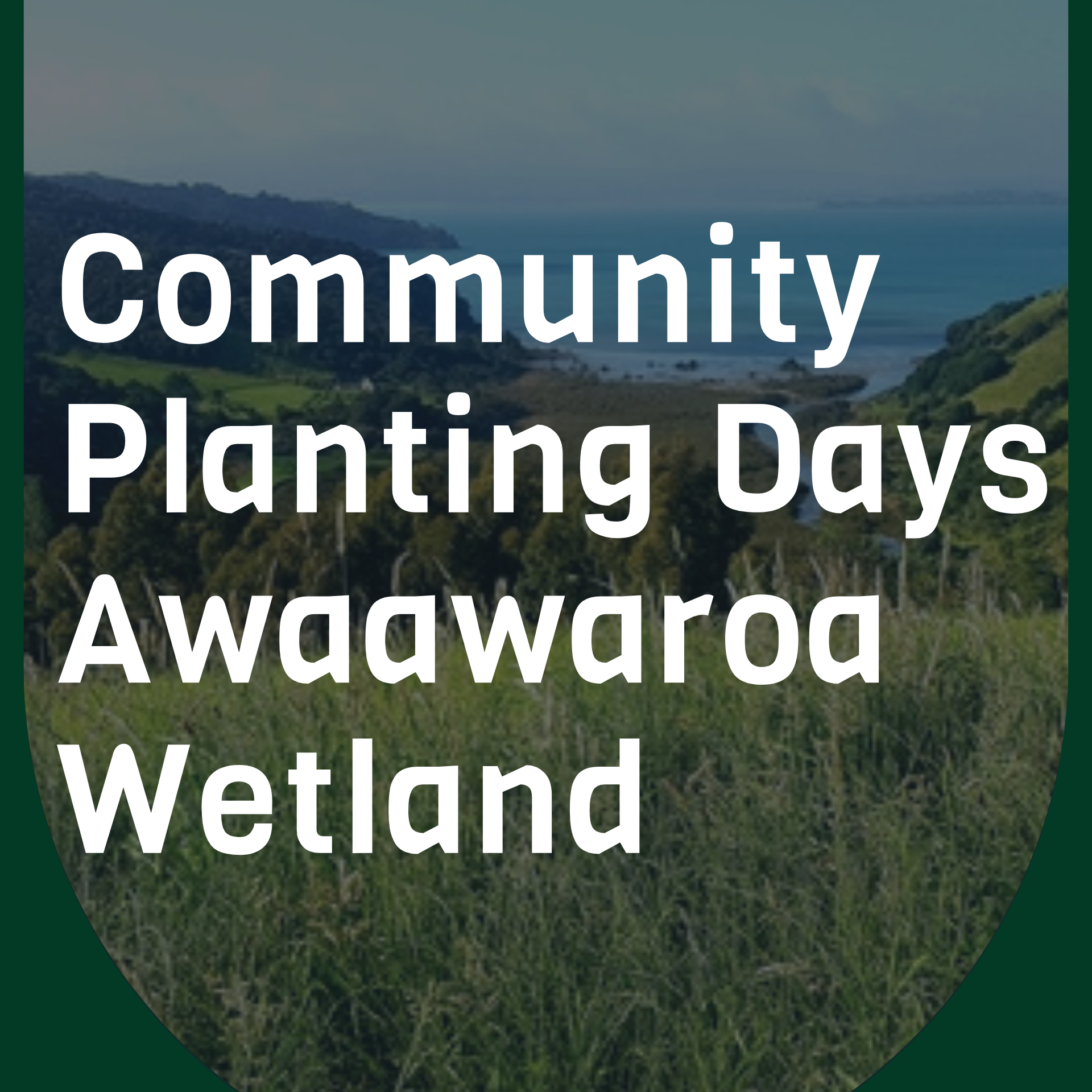 Two Community Planting Days at Awaawaroa Wetland