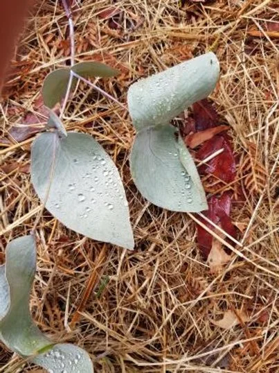 Zen Open Circle Autumn Day of Practice - Deep Listening (Online)