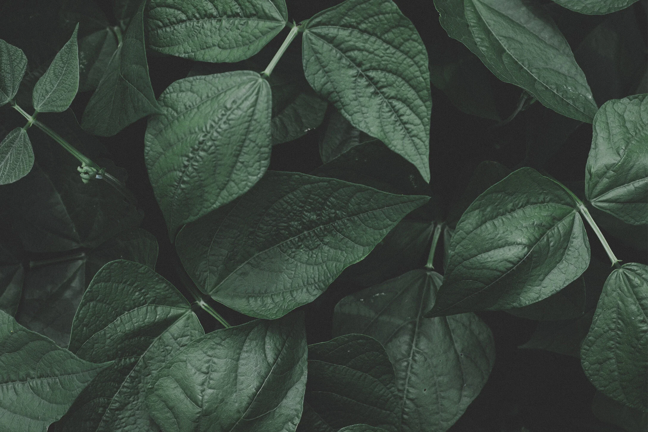 webheader2.jpg