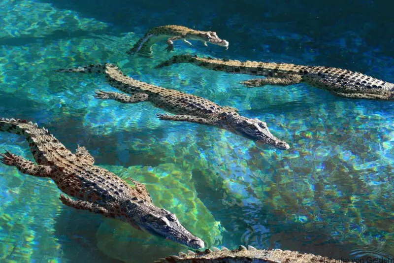 Young-crocsodiles-Crocosaurus-Cove-Darwin-Australia.png