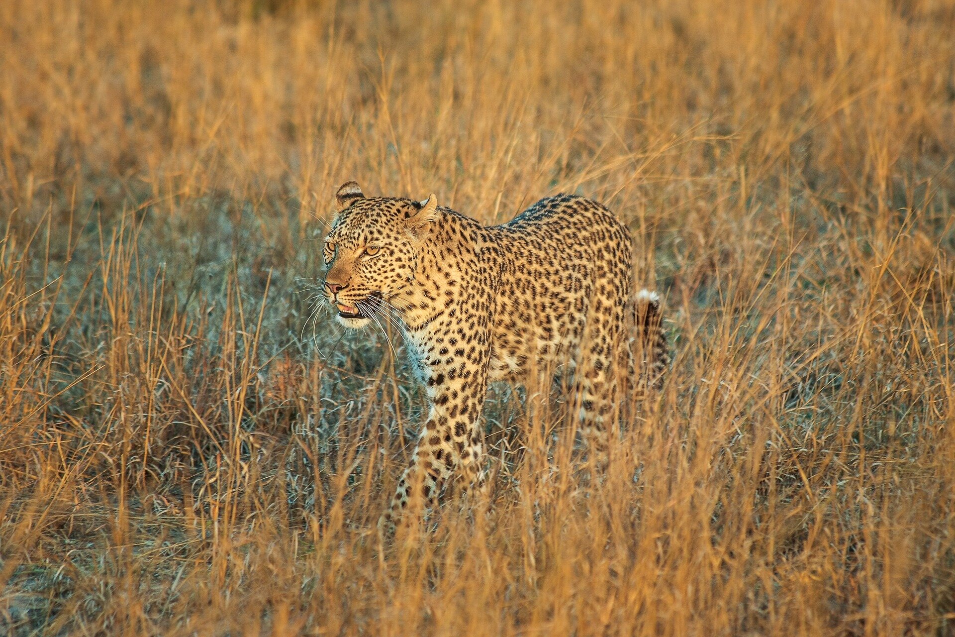 leopard-2923940_1920.jpg