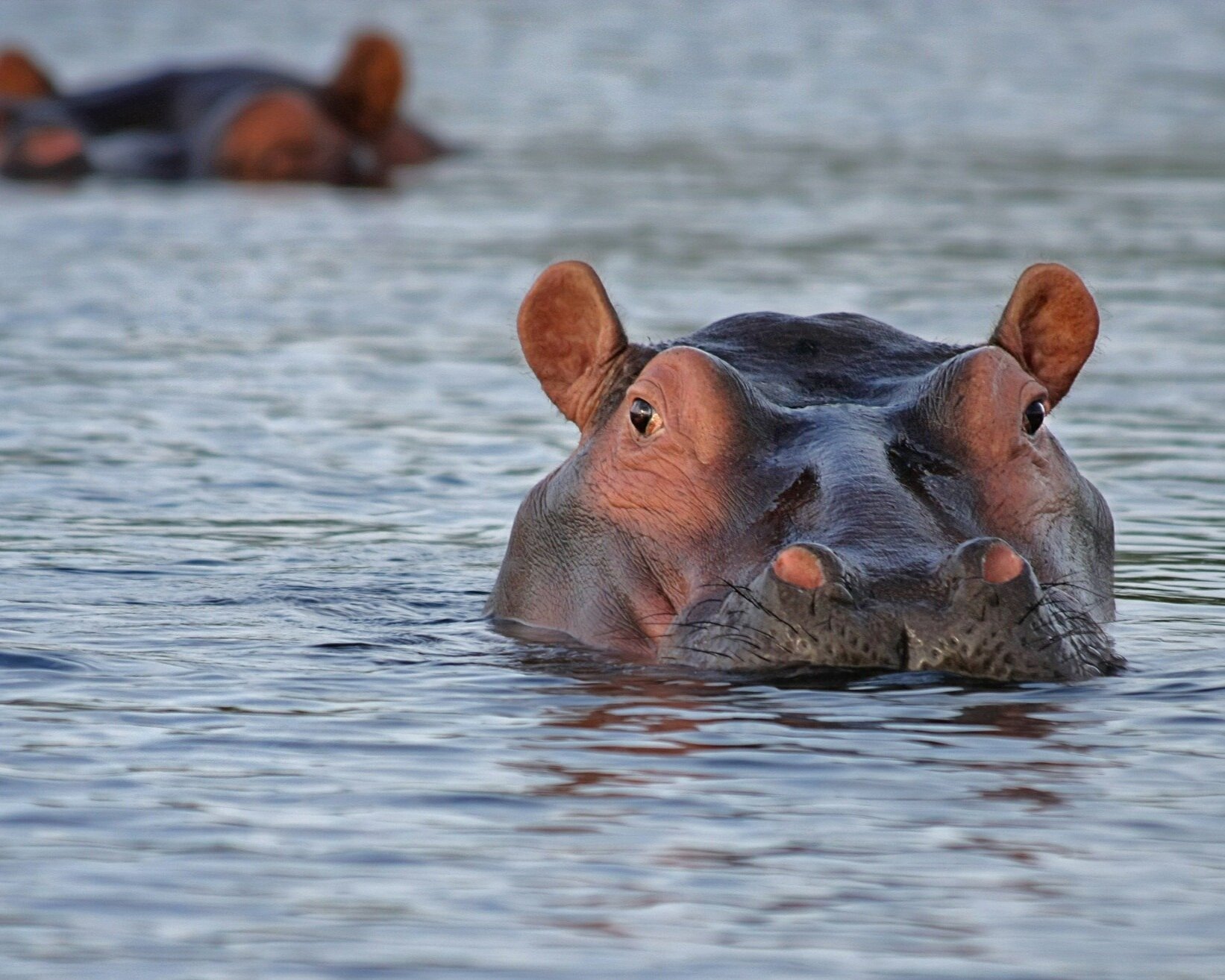 hippo-515027_1920.jpg