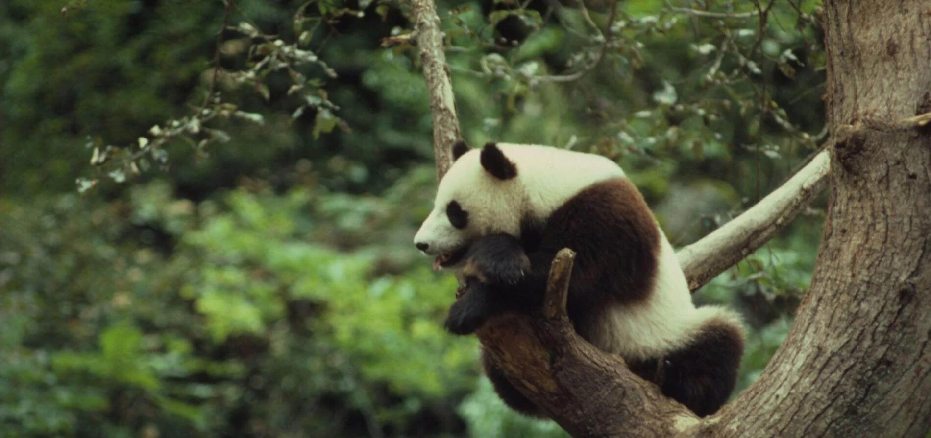 wwf-fulfilment-for-charities-pandas.jpg